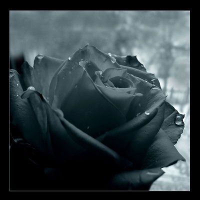 la plus belle des fleurs